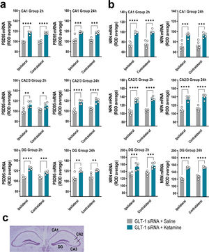 Acute ketamine administration increased the neuroplasticity gene expression in the hippocampus of GLT-1 knockdown mouse model. (a, b) Bar graphics showing sustainable increases of PSD95 (a) and NRN (b) mRNA levels in both ipsilateral and contralateral sides of the hippocampal formation including CA1, CA2–CA3, and dentate gyrus (DG) in GLT-1 knockdown mouse model treated with ketamine compared to those treated with saline. (c) Representative cresyl violet-stained section showing different mouse hippocampal regions: CA1, CA2, CA3, and DG in which densitometry analyses were performed. Data are presented as the mean±SEM (n=5 mice per group). *p<0.05, **p<0.01, ***p<0.001 and ****p<0.0001 compared to GLT1-siRNA-infused mice treated with saline.