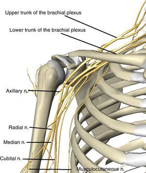 Anatomical representations of upper limb nerves.