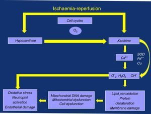 Ischaemia/reperfusion (I/R) phenomenon; production of free radicals and injury they cause.