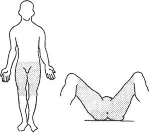 Concept of “expanded perineum” by Kusminsky.