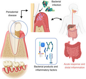 Mechanism of invasion of periodontal pathogenic bacteria and posterior systemic inflammation (created with BioRender; modified from Konkel et al.5).