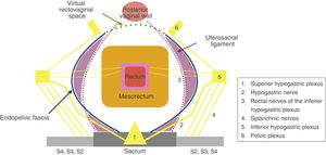 Diagram of the female pelvic autonomic nerves.