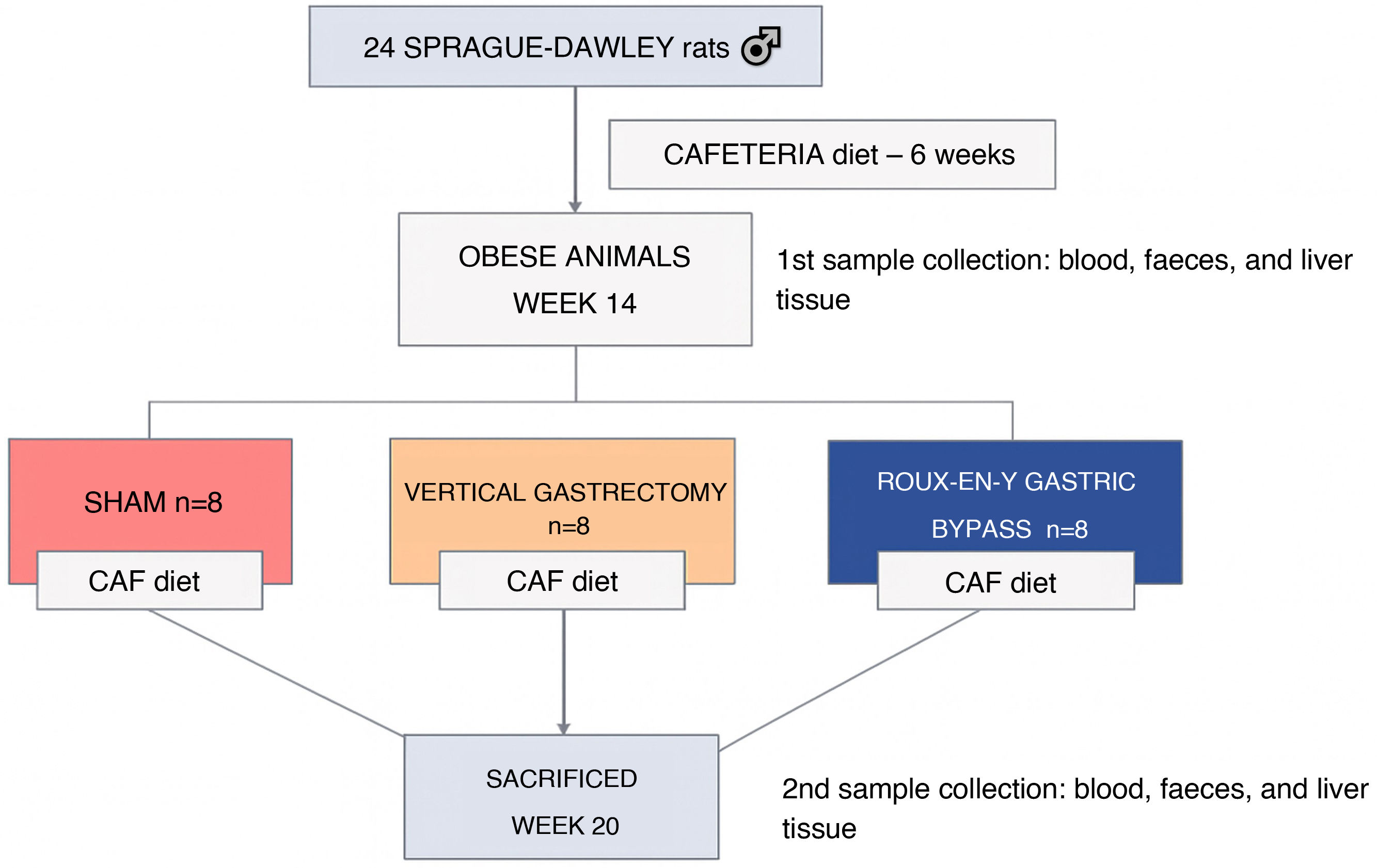 how many mg of l-carnitine for weight loss Our researchers discovered a link between TMAO and a higher risk for  abdominal aortic aneurysm. TMAO is created by gut bacteria as it digests  certain nutrients found in red meat and other main image 1