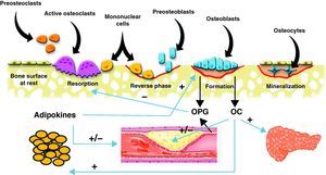 Scheme of the interrelationship between bone cells, vascular system, adipose tissue, and energy metabolism. Osteoblasts are the source of osteoprotegerin (OPG) and osteocalcin (OC). OC has been shown to have effects of energy metabolism through which it may also influence cardiovascular disease. OPG not only inhibits bone resorption, but is also involved in the incidence and severity of cardiovascular disease. Finally, adipose tissue secretes adipokines that influence bone cells and vascular tree.