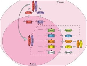 Molecular machinery of circadian clock. The positive elements CLOCK and BMAL1 heteromerize in cytoplasm to form a protein complex. The heterodimer translocates to the nucleus and binds onto the promoter of certain genes (Per1, Per2, Per3, Cry1, Cry2, Reverbα, Rorα), and many clock-controlled genes (CCGs), controlling their expression. The CLOCK/BMAL1 heterodimer also stimulates Bmal1 expression, forming a positive feedback loop. As an alternative to CLOCK, there is a homolog, NPAS2, which could functionally compensate for the lack of CLOCK. On the other hand, the negative feedback loop is mainly regulated by PER and CRY, which heteromerize in cytoplasm, translocating to the nucleus and inhibiting transcription of CLOCK/BMAL1. Bmal1 expression is also controlled by REVERBα (which inhibits it) and RORα (which stimulates it). Regulation of CCG expression by the circadian clock confers rhythmicity to molecular and physiological processes. Solid lines: stimulation. Dotted lines: inhibition.