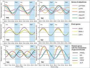 Representation of rhythmic expression of genes studies in subcutaneous adipose tissue (SAT) and visceral adipose tissue (VAT). Results are represented relative to the lowest basal relative expression for each gene. Relative expression data are given in arbitrary units (AUs).