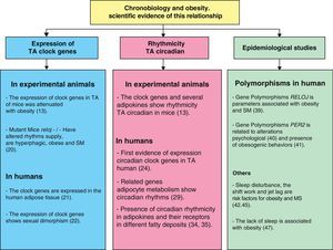 Scientific evidence for the relationship between chronobiology and obesity. AT: adipose tissue; MS: metabolic syndrome.