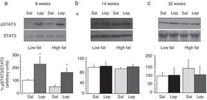Effect of acute leptin (1mg/kg; i.p.) on STAT phosphorylation (pSTAT3) in lumbar adipose tissue from mice treated during 8 weeks (a), 14 weeks (b) or 32 weeks (c) with high-fat diet. Upper panels: Immunodetection of STAT3 and pSTAT3 in left ventricle of mice receiving either saline or 1mg/kg leptin. Lower panels: Effect of leptin on STAT3 phosphorylation as the mean±S.E.M. of the ratio pSTAT3/STAT3 (n=5–6 animals) (*p<0.05 compared to their respective saline groups. Newman–Keuls’ test).