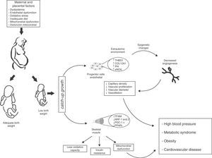 Proposed model of intrauterine fetal health programming and its consequences for health in adult life. Endothelial stem cells from infants with low birth weight (LBW) have less angiogenic potential (↓ capillary density, ↓ vascular diameter, ↓ endothelial cell proliferation, and ↓ vasodilation). These adaptive vascular changes are reflected in transcriptional changes in metabolic pathways and vascular growth. Some of these changes result from modification of epigenetic gene regulation (TSBS1, COL12A1, Pf4, eNOS). In skeletal muscle, changes in the intrauterine environment (fetal hypoxia) induce epigenetic changes in genes with postnatal metabolic function (TFAM, NRF-1 and 2, PGC-1α, PPARγ) leading to decreased oxidative capacity, mitochondrial dysfunction, and insulin resistance. Infants with LBW therefore have higher blood pressure and an increased risk of HBP, obesity, metabolic syndrome, and cardiovascular disease in adulthood.