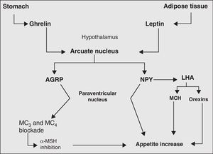 Main orexigenic mechanisms involved in appetite regulation. LHA, lateral hypothalamic area; AGRP, agouti-related peptide; MCH, melanocyte concentrating hormone; MC, MSH receptors; MSH, melanocyte-stimulating hormone; NPY, neuropeptide Y; PVN, paraventricular nucleus.