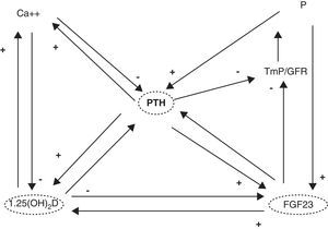 Integrated hormonal control of mineral metabolism. FGF23: fibroblast growth factor 23; PTH: parathyroid hormone; TmP/GFR: renal phosphate threshold; 1,25(OH)2: calcitriol.