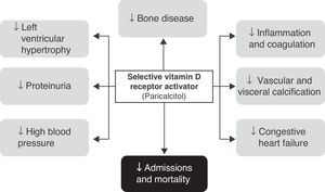 Effects of paricalcitol (modified from Cozzolino M, Mehmeti F, Ciceri P, Volpi E, Stucchi A, Brenna I, Cusi D. The effect of paricalcitol on vascular calcification and cardiovascular disease in uremia: beyond PTH control. Int J Nephrol. 2011; 2011: 269060).