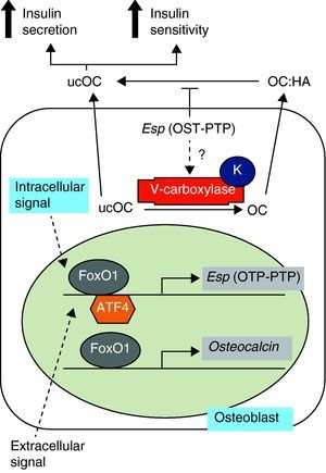Osteocalcin synthesis and carboxylation. Adapted from Motyl et al.4 HA: hydroxyapatite; K: vitamin K; OC: osteocalcin; OTP-PTP: osteotesticular protein tyrosine phosphatase; ucOC: undercarboxylated osteocalcin.