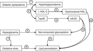 Interactions between diabetic dyslipidemia, hyperglycemia, and oxidative stress. Diabetic dyslipidemia is characterized by hypertriglyceridemia (1), which results in decreased HDL cholesterol levels and increased apoB levels (2). In these patients, HDL is not only quantitatively decreased, but is partly dysfunctional (3), and elevated apoB levels are associated with the presence of small, dense LDL particles (sdLDL). On the other hand, hyperglycemia promotes the non-enzymatic glycosylation of proteins (5), a process that stimulates the occurrence of lipid peroxidation events (6). Hyperglycemia also increases cellular oxidative stress (7), enhancing lipid peroxidation (8). The fact that LDL particles are small and dense (9) (more oxidizable and glycosylable) and the fact that HDL is partly dysfunctional (10) (less antioxidant potential) also contribute decisively to increases in non-enzymatic glycosylation and lipid peroxidation.