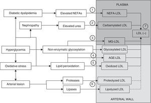 Mechanisms through which modified LDL is formed. LDL may be modified in plasma or the arterial wall by different mechanisms. Elevated plasma NEFA levels characteristic of diabetic dyslipidemia promote LDL overload with NEFAs (1). If nephropathy and hyperuremia exist, LDL carbamylation is stimulated (2). Another process that may occur in plasma circulation is modification by methylglyoxal (MG) (3). Significant modification of LDL in plasma by non-enzymatic glycosylation is more difficult. The formation of glycosylated LDL and AGE-LDL is therefore more likely to occur in the arterial wall (4). Similarly, although oxidative modification may occur in plasma, it is also more likely to occur more extensively in the arterial wall (5). Modification mediated by lipases and proteases necessarily also preferentially occurs in the arterial wall (6). A common characteristic to all these modifications is an increase in the negative electric charge of the LDL particle, which is reflected in the formation of electronegative LDL (LDL(−)), a modified form of LDL that may be isolated from plasma circulation (7). LDL(−) consists at least of NEFA-LDL, carbamylated LDL, MG-LDL, glycosylated LDL, AGE-LDL, and oxidized, and maybe also lipolyzed and/or proteolyzed LDL from the arterial wall.