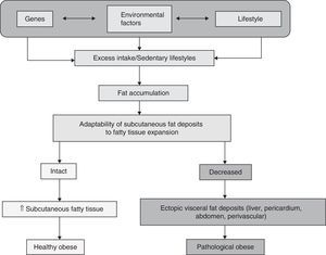 Differential model of healthy and pathological obese subjects depending on adaptability of subcutaneous fat deposits.