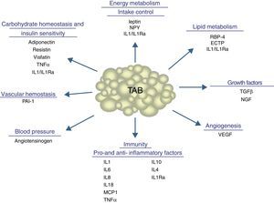 Physiological and metabolic processes regulated by WAT by adipokine secretion. CETP: cholesterol ester transfer protein; IL1: interleukin 1; IL1Ra: interleukin receptor antagonist-1; IL4: interleukin 4; IL6: interleukin 6: IL8: interleukin 8; IL10: interleucin-10; IL18: interleukin-18; MCP-1: monocyte chemoattractant protein-1; NGF: nerve growth factor; NPY: neuropeptide Y; RBP-4: retinol binding protein-4; TGFβ: transforming growth factor β; TNFα: tumor necrosis factor alpha: VEGF: vascular endothelial growth factor.
