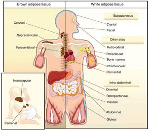 Body distribution of WAT and BAT in humans.