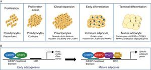 Differentiation of preadipocytes into adipocytes. (A) Scheme of the transition process from preadipocyte to mature adipocyte including the different stages. (B) Sequential model of transcriptional control during adipogenesis.