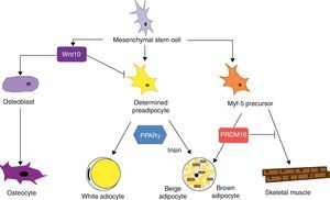 Differentiation of mesenchymal stem cell into different cell types. Recent studies support the theory that there is no common precursor for white and brown preadipocytes. Brown preadipocytes have a “myogenic signature”. However, brown adipocytes immersed in WAT masses appear to come from a different precursor than those located in BAT masses. These adipocytes immersed in WAT with UCP-1 expression have been called “beige adiocytes” and are especially sensitive to the hormone irisin.