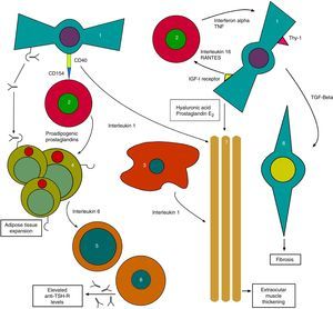 Initial pathophysiological mechanism of thyroid orbitopathy. 1: orbital fibroblast; 2: T-helper cell; 3: macrophage; 4: orbital adipocyte; 5: B cell; 6: plasma cell; 7: extraocular muscles; 8: myofibroblast. Based on: Bahn15.