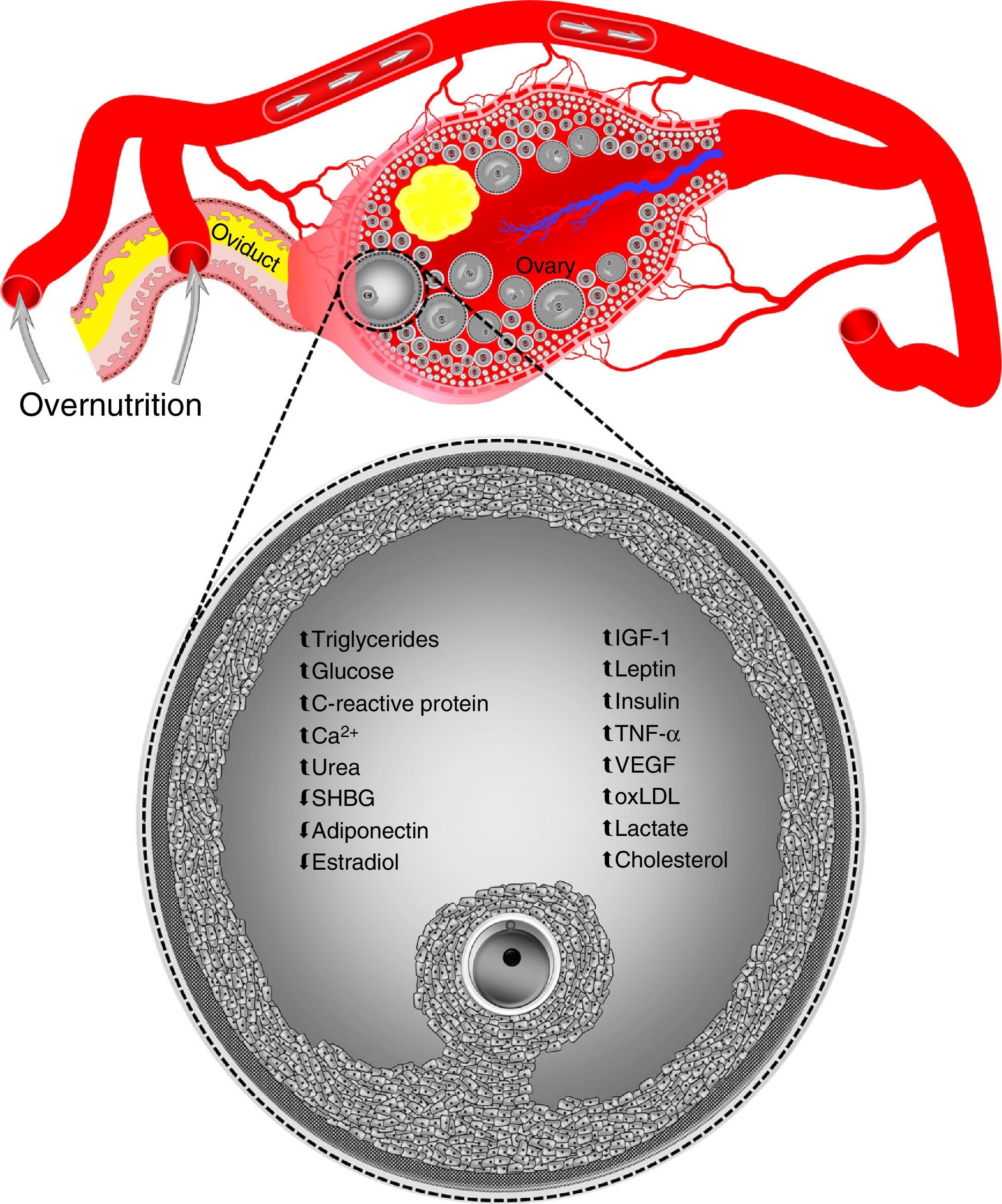 Impact of maternal overnutrition on the periconceptional period ...