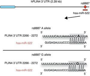Minor A allele rs8887 creates a new miR-522 MRE in the PLIN4 3¿ UTR gene. miR-522 diagram: PLIN4 3¿ UTR sequences with the A or G allele. The miR-522 site is shaded gray, and variant rs8887 appears in bold.