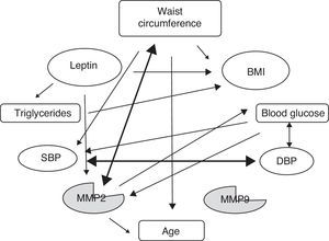 Relationships between variables. Change in waist circumference is significantly related to the BMI, MMP-2, age, SBP, and DBP. Change in leptin is significantly related to the BMI, MMP-2, and TG. Change in MMP-2 is significantly related to waist circumference, blood glucose, and age.