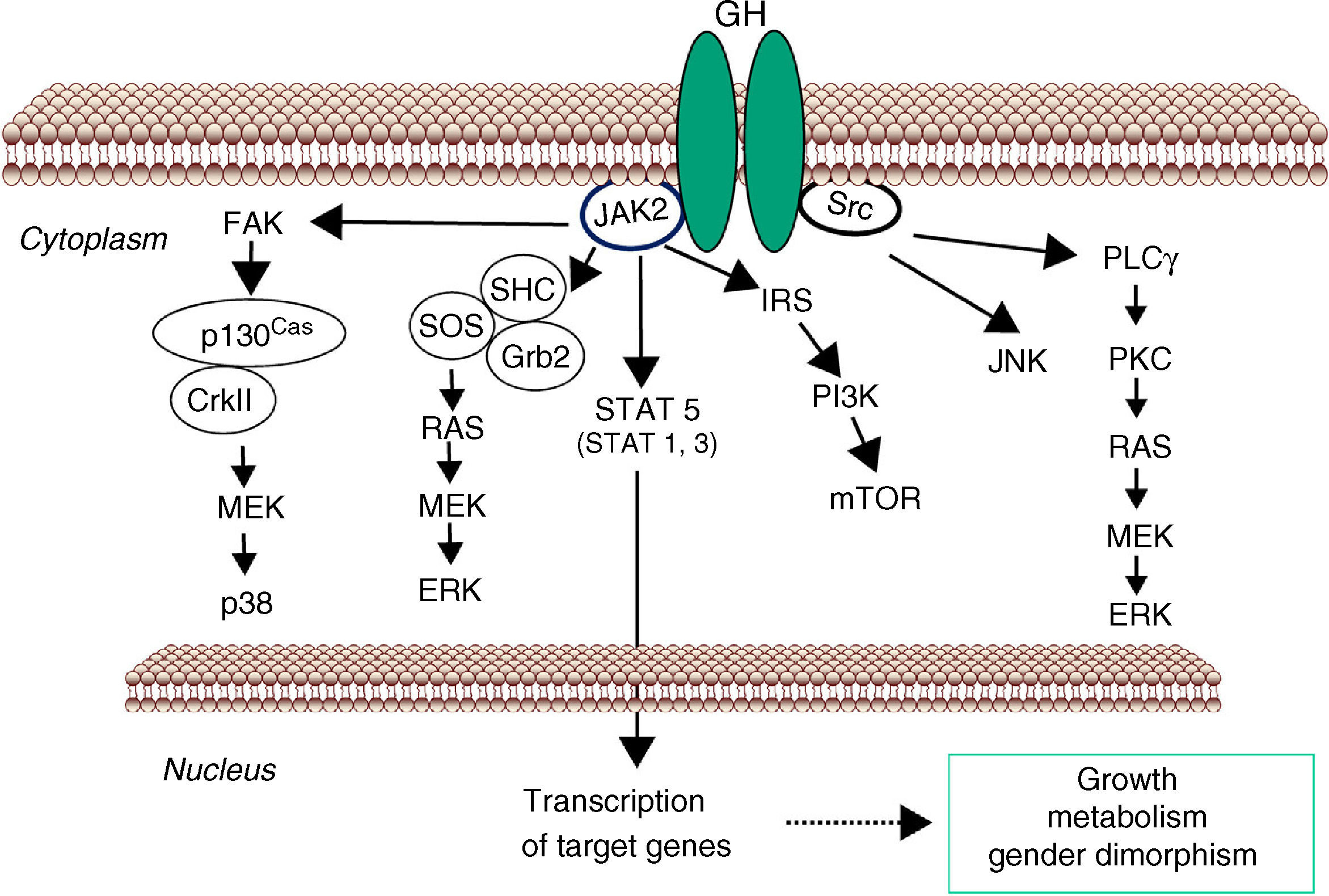 Sex steroids and growth hormone interactions | Endocrinología y ...