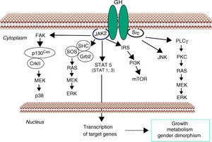 Signaling pathways used by GH to regulate growth and metabolism. GH binds to a preformed GHR dimmer which results in activation of JAK2 tyrosine kinase. Simultaneously, Src kinase is also activated. Canonical JAK2 signaling via STAT5 involves phosphorylation of key tyrosine residues in the cytoplasmic domain of GHR, which recruit STATs to the activated JAK2 and thus facilitating their tyrosine phosphorylation and subsequent dimerization and translocation to the nucleus to regulate gene transcription. ERK can be activated either by SRC and/or PLCγ and Ras, or by JAK2 via the adaptors proteins. The PtdIns 3-kinase and the serine-threonine-protein kinase mTOR pathway is activated by JAK2 via IRS phosphorylation. These signaling pathways influence transcription of genes involved in growth and metabolism. Abbreviations: ERK, extracellular signal-regulated kinase; FAK, focal adhesion kinase; Grb, growth factor receptor-bound protein; IRS, insulin receptor substrate; JAK2, Janus Kinase 2; JNK, c-Jun N-terminal kinase; MEK, dual specificity mitogen-activated protein kinase kinase 2; mTOR, mammalian target of rapamycin; PI3K, phosphoinositide 3-kinae; PKC, protein kinase C; PLCγ, phospholipase Cγ; SHC, SH2-domain containing transforming protein; SOCS, suppressor of cytokine signaling; SOS, son of sevenless; SRC, proto-oncogene tyrosine-protein kinase Src; STAT, signal transducer and activator of transcription.