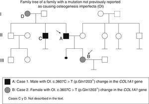 Family tree of a family with a mutation not previously reported as causing osteogenesis imperfecta (OI).