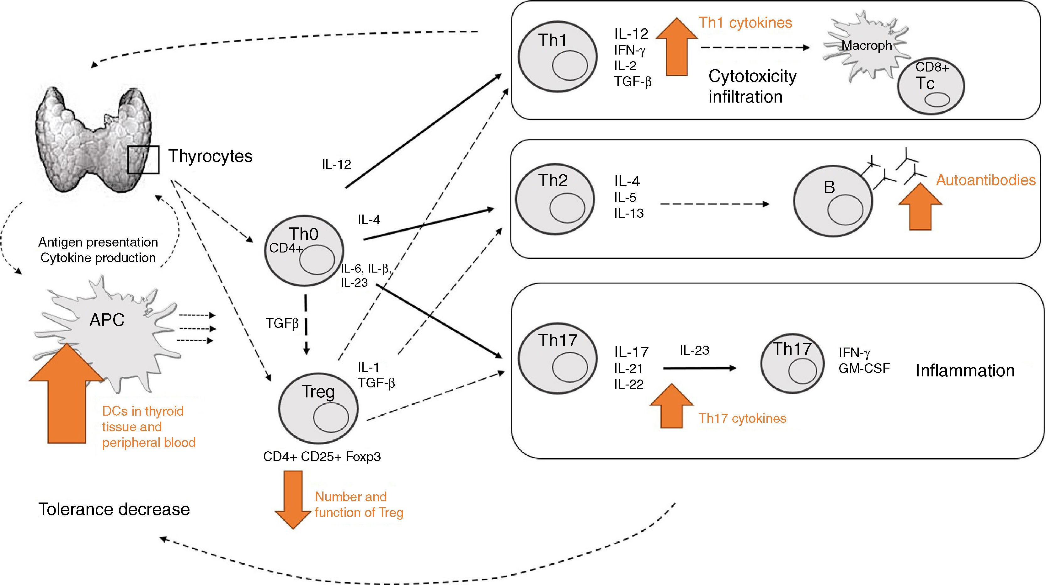 Pathogenesis of thyroid autoimmune disease: the role of cellular ...