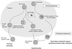 Schematic representation of T cell differentiation in the thymus gland, where selection of non-autoreactive cells occur. However, autoreactive T cells may escape from the controlling immune regulatory mechanisms and induce an autoimmune response.