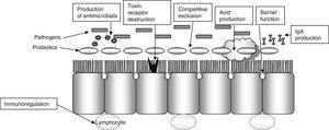 Mechanisms of probiotic activity.