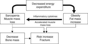 Genesis of sarcopenic obesity and its impact on bone metabolism.