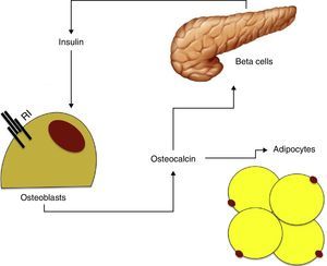 Relationship between insulin secretion, bone metabolism, and adipose tissue. IR: insulin receptor.