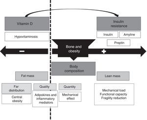 Bidirectional effect of obesity on bone metabolism.