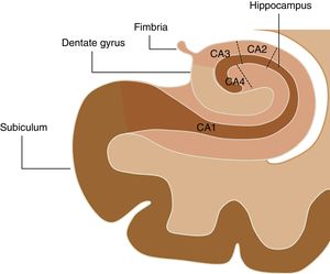 The hippocampal complex is made up of the subiculum, the dentate gyrus, the fimbria, and the hippocampus. The hippocampus is divided into four areas called cornu ammonis (CA): CA1, CA2, CA3, and CA4.