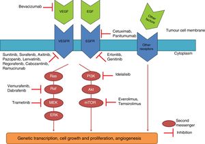 Diagram of different intracellular molecular pathways and the mechanism of action of some targeted drugs. Binding of different antigens or growth factors to receptors on the cell membranes activates different intracellular pathways which, depending on the type of cancer, can end up causing uncontrolled cell growth, invasion and neovascularisation. The medications shown here inhibit these signalling cascades at different points.