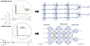 Comparison between biological and artificial neurons and between biological and artificial neural networks. Artificial neural networks are divided into three main parts: the input layer is a layer of perceptrons specialised in receiving information; the hidden layers are layers capable of extracting features from data and transforming them in pursuit of the best representation of the problem to be solved; and the output layer is a layer prepared to offer the output information, such as the class to which the input image belongs according to the network's prediction in classification problems.