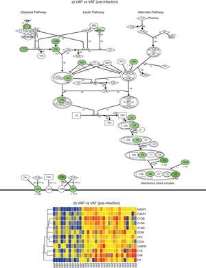 Complement system gene expression analysis. (a) IPA canonical pathway modelling of the complement system pathway in the pre-infection phase. Those genes with relative lower expression in VAP vs VAT are depicted in green. (b) One-way hierarchical clustering of those genes selected by IPA (red, upregulated; blue, downregulated) in the pre-infection and infection phases in VAP and VAT.