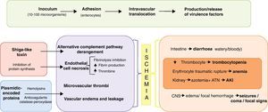 Pathogenesis of E. coli enteritis and haemolytic–uraemic syndrome. AKI: acute kidney injury; CNS: central nervous system. HUS triad: thrombocytopenia, anaemia and AKI.