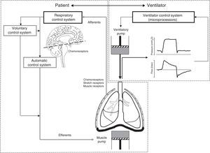 Principles of patient–ventilator interaction. Assisted ventilation has the difficult task of harmonizing the operation of two complex systems, i.e., patient and ventilator–each with its own control center and ventilatory pump. The respiratory control system (RCS) is complex, and is composed of an automatic system and a voluntary system. The afferents transmit the stimuli from the sensors (central and peripheral chemoreceptors, stretch receptors and muscle receptors) to the control system, regulating the neural respiratory impulse. The automatic control system emits the efferents (motor neurons) that activate and regulate the muscle pump. The voluntary system in turn can modulate the activity of the automatic system or directly activate the muscle pump.
