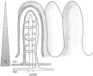 Intestinal microvascularization (ii). Schematic representation of the anatomical distribution of the intestinal microvascularization (artery, vein and lymphatic vessel) at villus level. The passage of low-molecular weight molecules (dots) and the countercurrent mechanism are shown. The triangle at left represents the oxygen concentration gradient from villus base to tip.