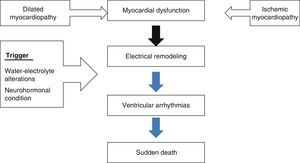 Myocardial dysfunction as an arrhythmogenic substrate in sudden death.