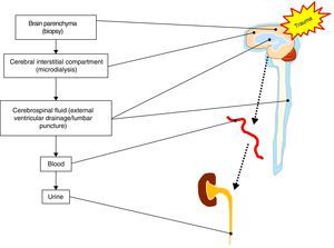 Potential sources where the brain damage biomarkers can be determined.