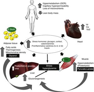 Physiopathological and metabolic alterations in the critically ill burned patient.