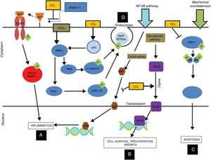 Immune modulating mechanisms of carbon dioxide at cell level: hypercapnic respiratory acidosis, through the inhibition of ADAM-17, blocks the phosphorylation of P44/P42 induced by pulmonary overdistension, thereby reducing inflammation at alveolar epithelial cell level (A). On the other hand, hypercapnic acidosis stimulates translocation of the ReIB antiinflammatory gene, and possibly reduces the translocation of p65 by inhibiting the canonic NF-kB pathway (B). Hypercapnic acidosis prevents apoptosis produced by mechanical overdistension, by inhibiting the MAPK ASK-1-JNK/p38 pathway, and reducing the levels of ASK-1, p38, JNK and caspase 3 (C). Hypercapnic acidosis delays alveolar edema clearance by inducing endocytosis of the Na+-K+-ATPase pump (D). ADAM-17: ADAM metallopeptidase 17; ASK-1: apoptosis signal-regulating kinase-1; EGFR: epidermal growth factor receptor; ERK: extracellular signal-regulated kinase; MAPK: mitogen-activated protein kinase; NF-kB: nuclear factor kappa B; PKA: protein kinase A. Courtesy of Contreras M. Curr Opin Anesthesiol 2015, 28:26–37.69 Copyright © 2015 Wolters Kluwer Health, Inc. All rights reserved.