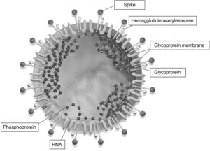Image of the structure of SARS-CoV-2 showing a single-stranded RNA virus.