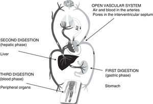 Schematic representation of the open cardiovascular system and the three digestions of Galen’s physiology: gastric, hepatic and peripheral organ phases.